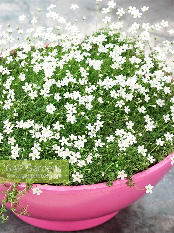 Arenaria balearica in pot