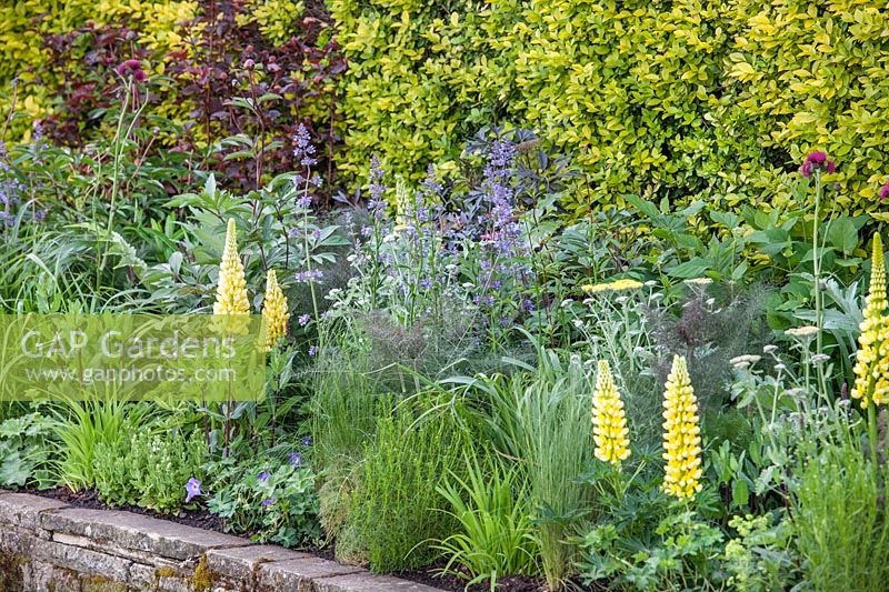 Perennial border with Lupinus