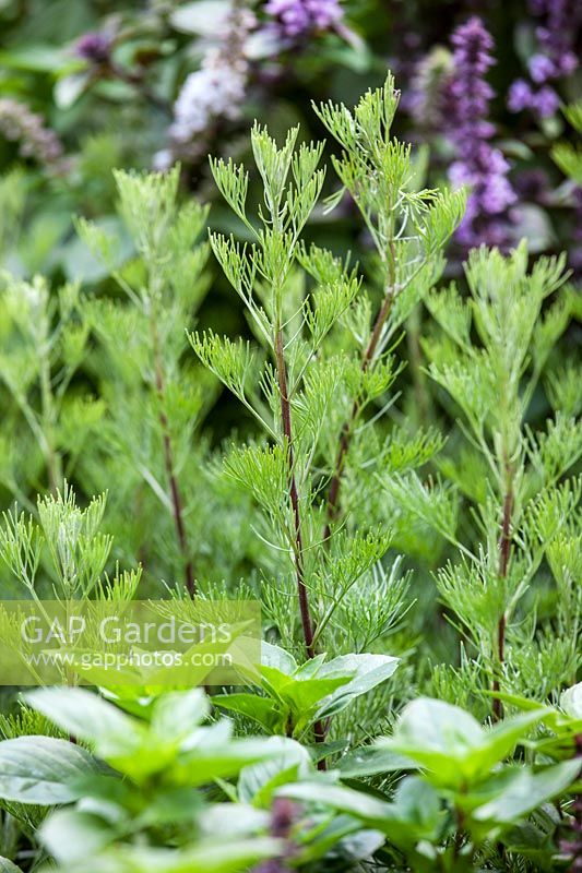 Artemisia abrotanum var. maritima