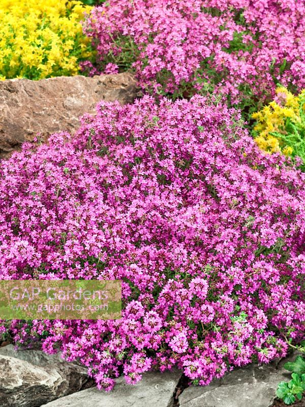 Thymus Pink Chintz