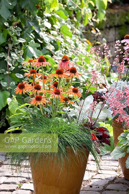 Fall plant container with Echinacea