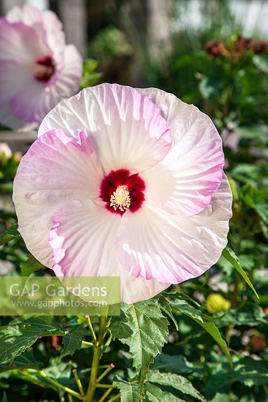 Hibiscus Summerific ® Perfect Storm