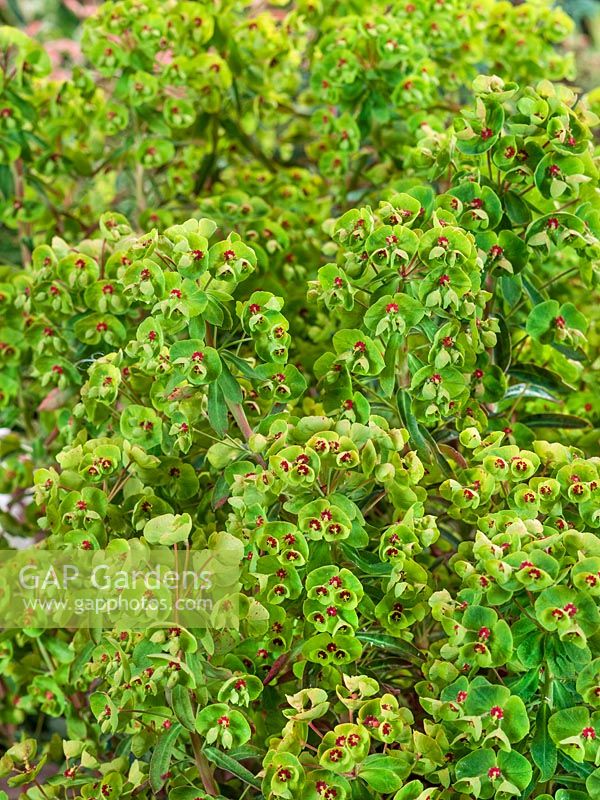 Euphorbia Redwing