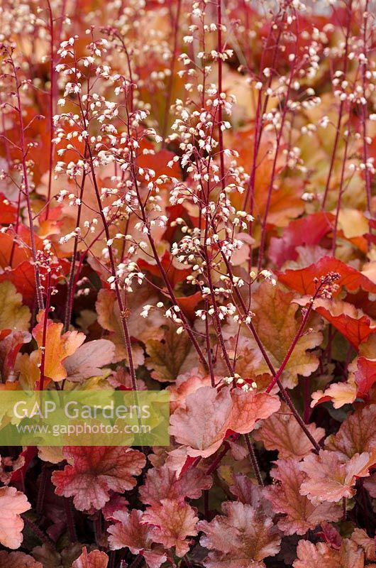 Heuchera Peach Flambe