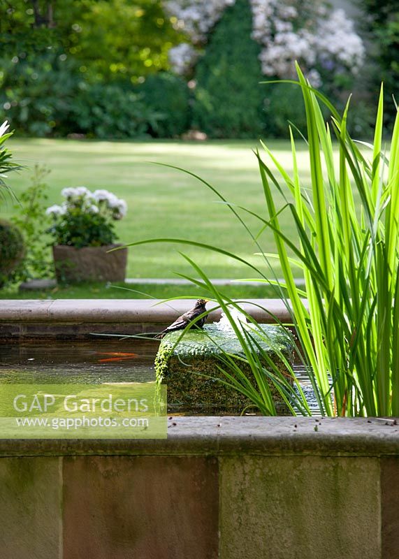 Blackbird is bathing in the fountain