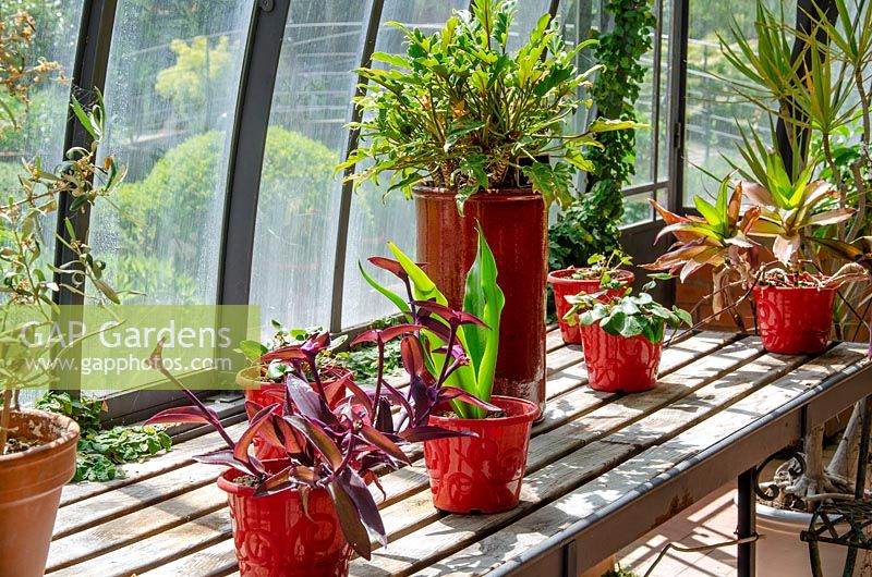Greenhouse with indoor plants