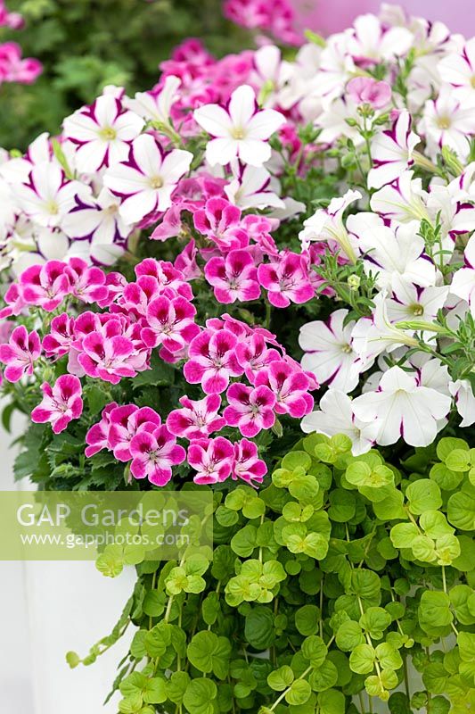 Annual mix with Pelargonium Pinkerbell ®