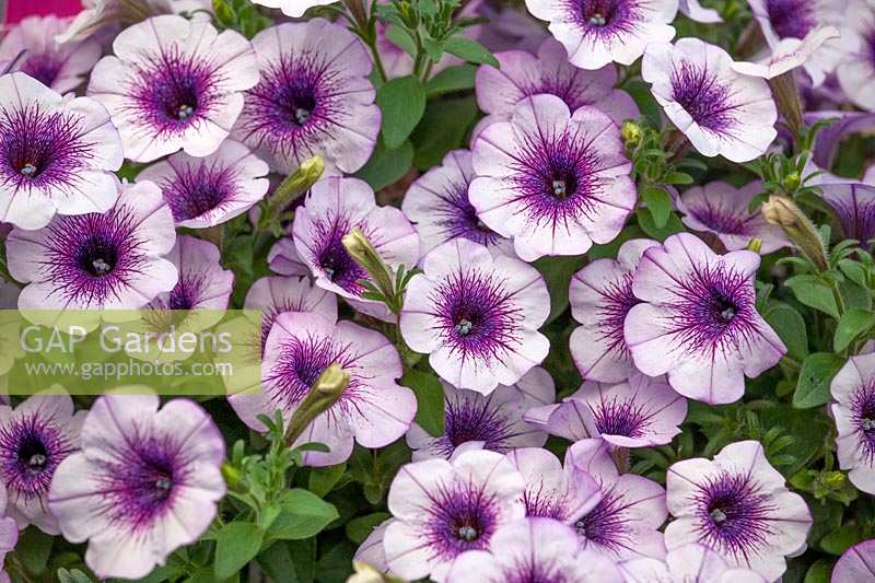 Petunia Capella ™ Purple Veins