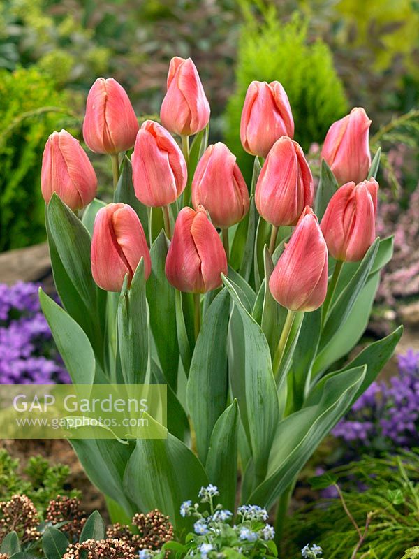 Tulipa Triumph Pink Jimmy