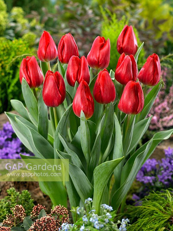 Tulipa Triumph Red Jimmy