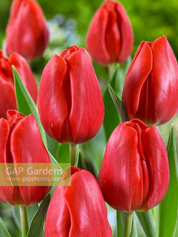 Tulipa Triumph Red Jimmy