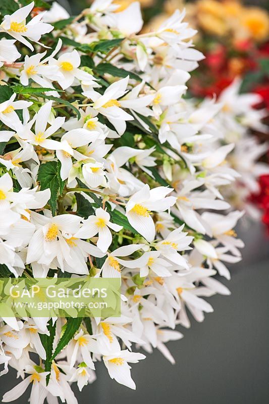 Begonia Shine Bright  ™ White