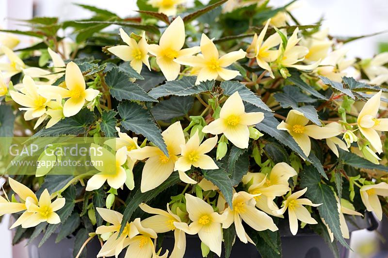 Begonia Bossa Nova ® Yellow
