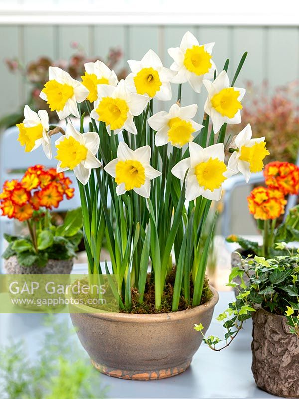 Narcissus Large Cupped Cornish King in pot