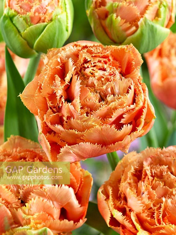 Tulipa Crispa Sensual Touch
