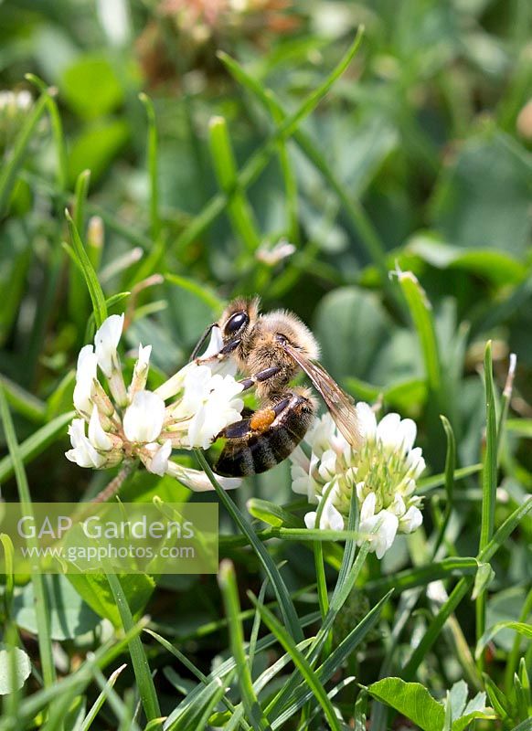 Bee on Trifolium blossom