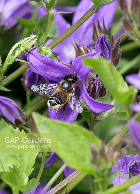 Bee on Campanula blossom