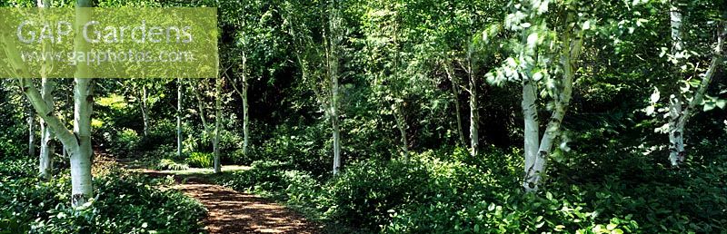 Betula sp Birch tree stand and path at Bloedel Reserve, Washington State, USA