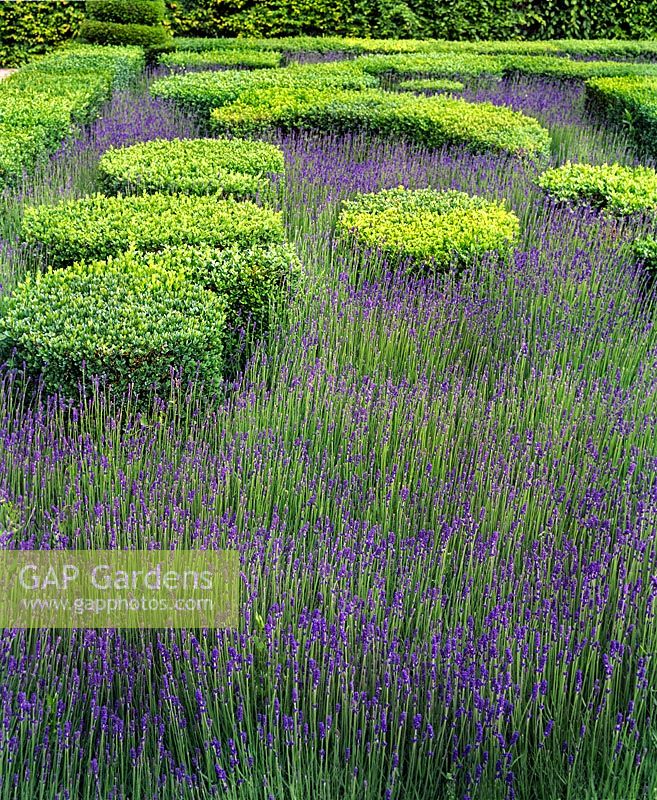 Box hedge Lavender bed at Villandry France