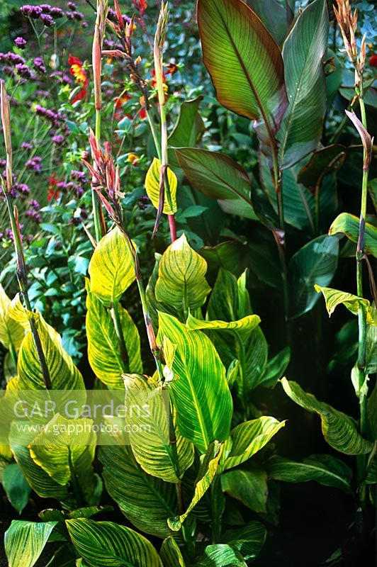 Canna Striata (Indian Shot Plant) growing in a colourful summer border with Verbena bonariensis & Dahlia sp