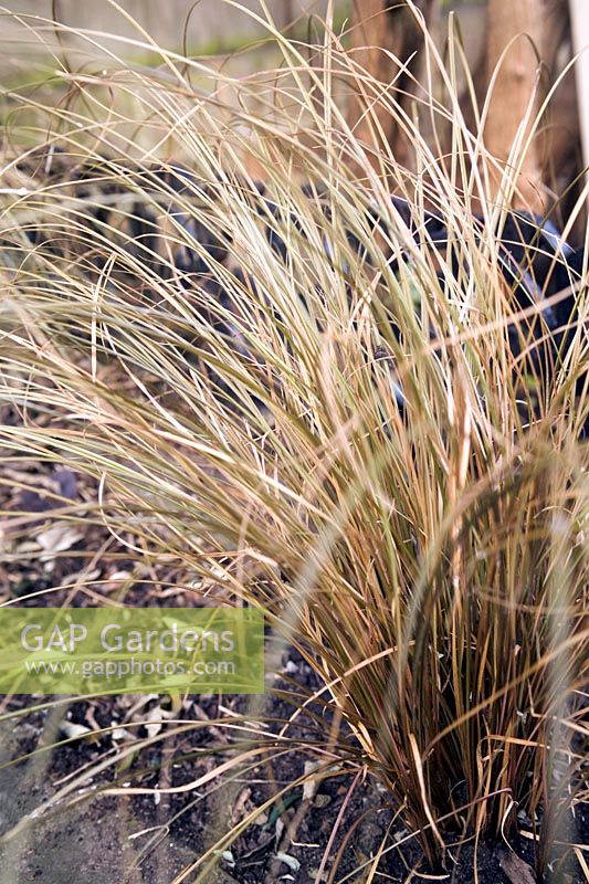 Carex flagellifera Weeping brown New Zealand sedge