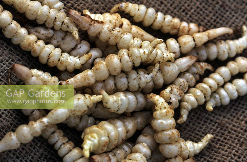Newly picked Chinese artichokes Stachys affinis tubers lying on hessian sack