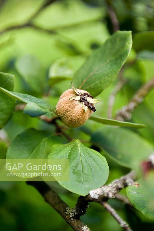 Cydonia oblonga Quince Fruit on tree with leaf The Quince Cydonia oblonga is the only member of the genus Cydonia