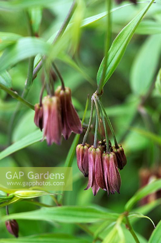 Disporum cantoniense BSWJ Courtesy of Crug Farm Plants Wales