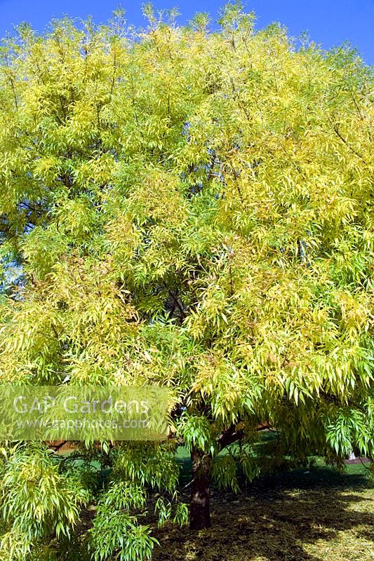 Fraxinus excelsior var. elegantissima = Fraxinus angustifolia 'Elegantissima'