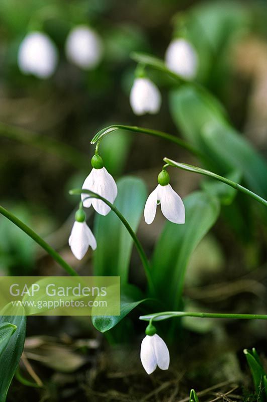 Galanthus ikariae Latifolius Group (Snowdrop) group in winter