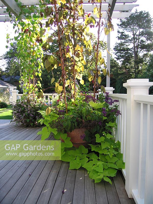 Heliotropium arborescens Heliotrope Dolichos lablab Hyacinth Bean in pots on patio