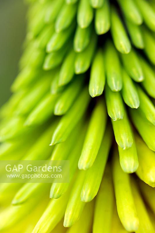 Kniphofia sp Red Hot Poker Light lemon yellow flower spike