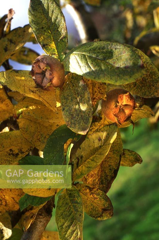 Mespilus germanica Medlar tree Native Southeastern Europe Age Ancient cultivated by the Romans