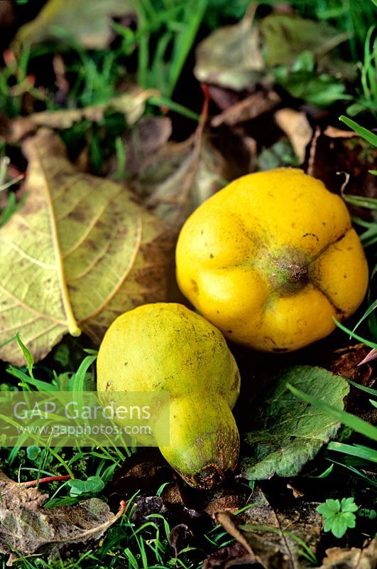Cydonia oblonga Quince Windfall fruit on orchard grass