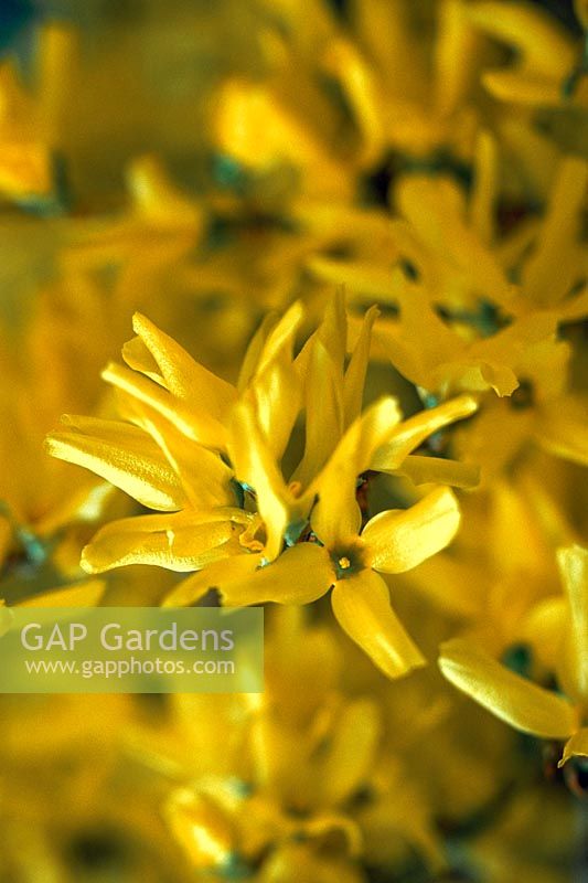 Forsythia x intermedia acid yellow spring flowers close up
