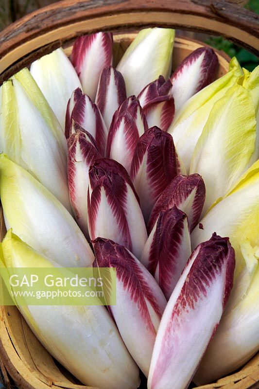 Newly picked fresh Chicory Witloof selection in trug basket. Crimson & yellow foliage.