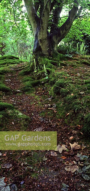 Umbilicus rupestris Pennywort ground cover growing below tree on The Mound at Crug Farm Nursery, Wales