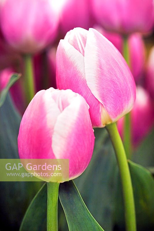 Tulipa 'Valentine' pink flower heads leaning together