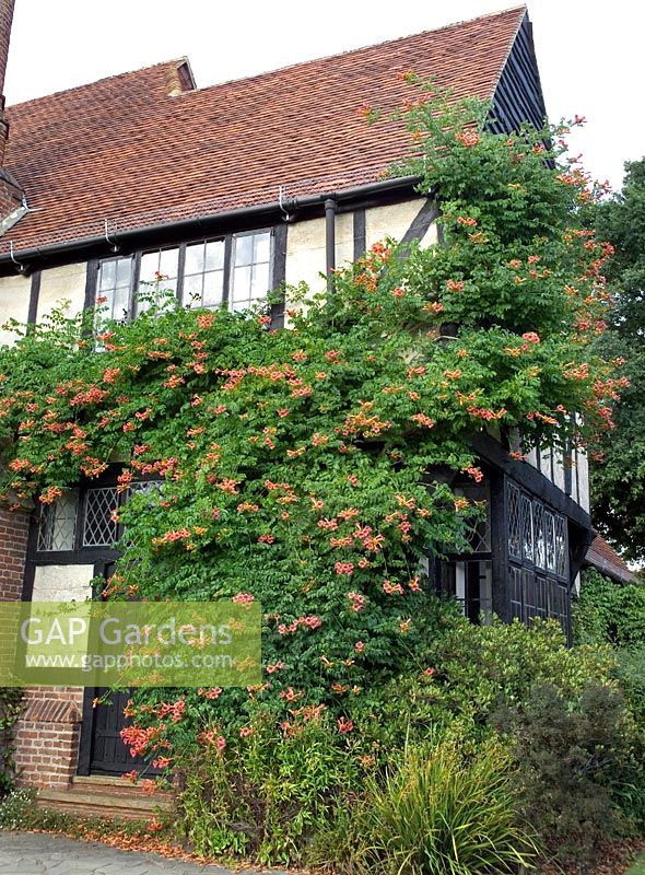 Campsis radicans (trumpet honeysuckle) trained against a building at RHS Wisley, Surrey, England