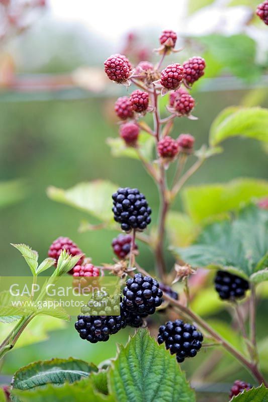 Blackberry Loch Tay Thorn free Brambles Black red berries on the stem Saltire Fruits Ltd Dundee Scotland