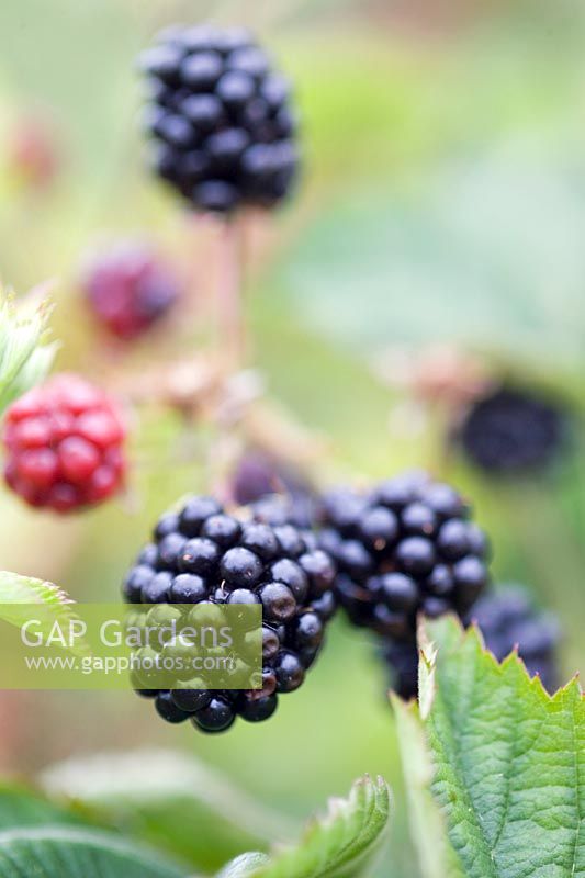 Blackberry Loch Tay Thorn free Brambles Black red berries on the stem Saltire Fruits Ltd Dundee Scotland