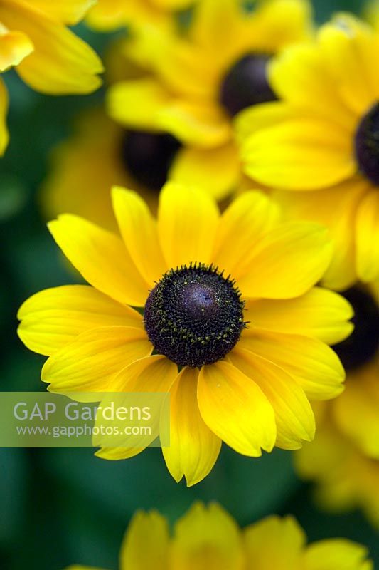 Rudbeckia hirta 'Toto' Black eyed Susan  Yellow flower with black centre