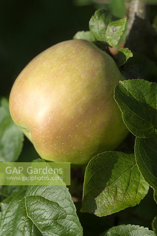 Malus domestica Catshead Apple Cats Head Use Culinary Season of Use Oct Jan Colour Green Flavour Sharp Origin England 1629