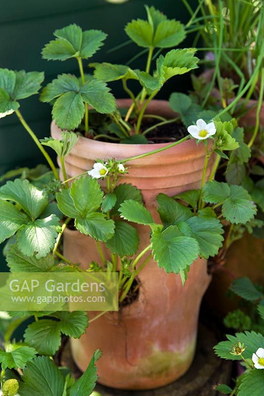 Strawberry plants in a terracotta strawberry pot