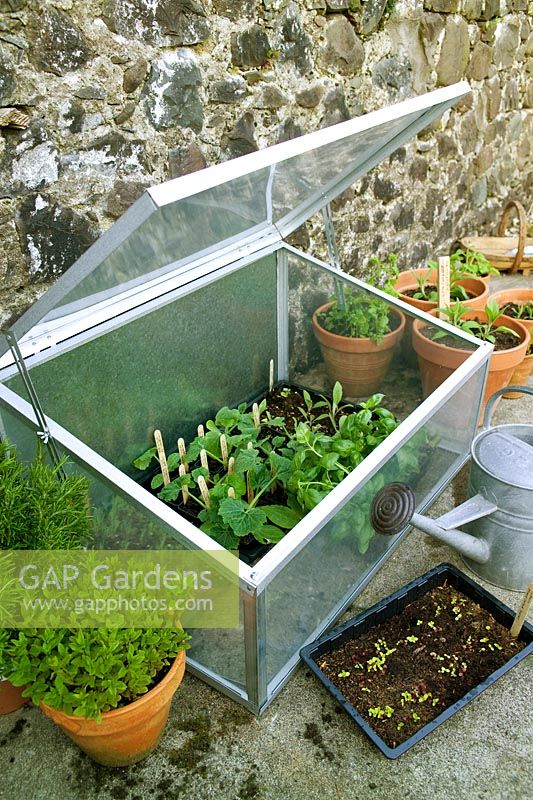 Metal glass plant protector cold frame with range of salad leaf vegetable herb plants