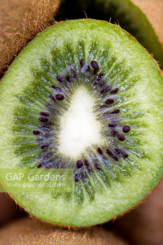 Kiwi fruit (Actinidia deliciosa) sliced in half