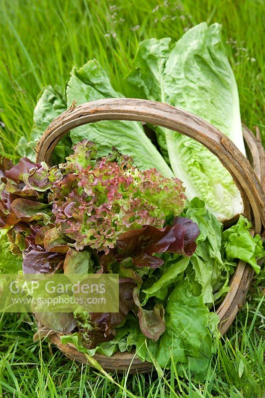 Trug with newly picked lettuce varieties on grass