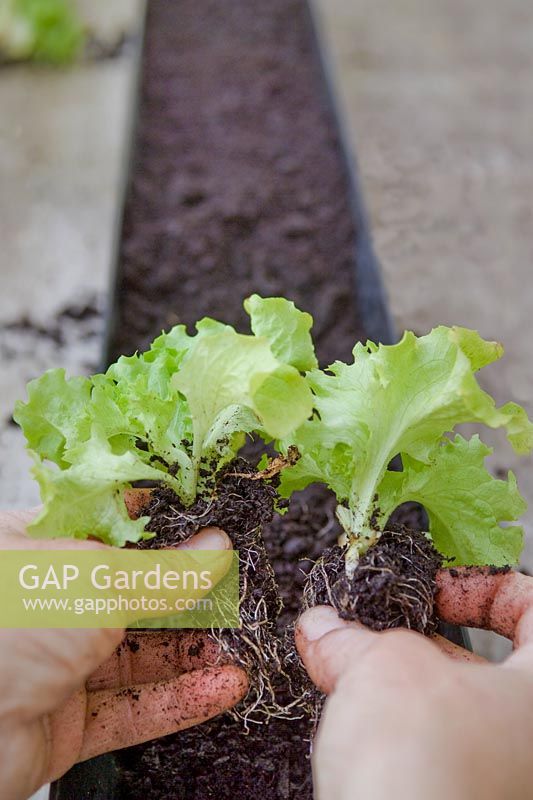 Hands teasing Lettuce Lollo Bionda plant seedlings apart before planting in plastic guttering