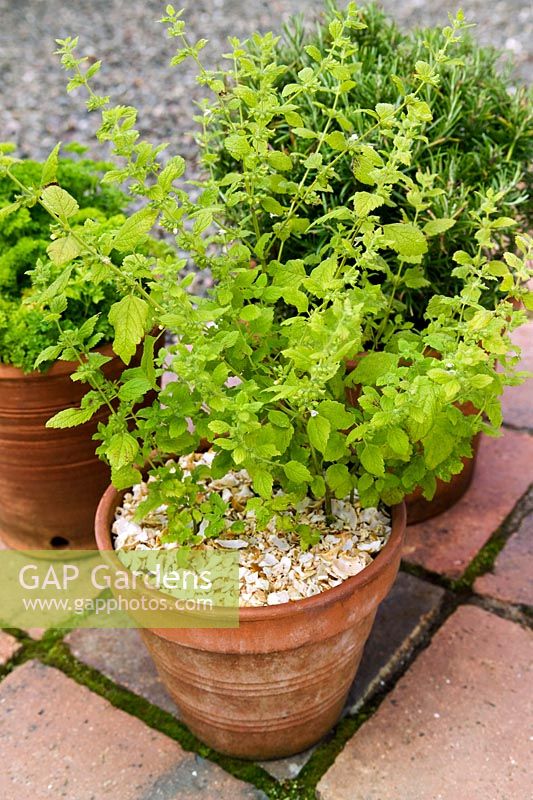 Lemon Balm Melissa officinalis Rosmary Rosmarinus officinalis Parsley Petroselinum crispum in pots