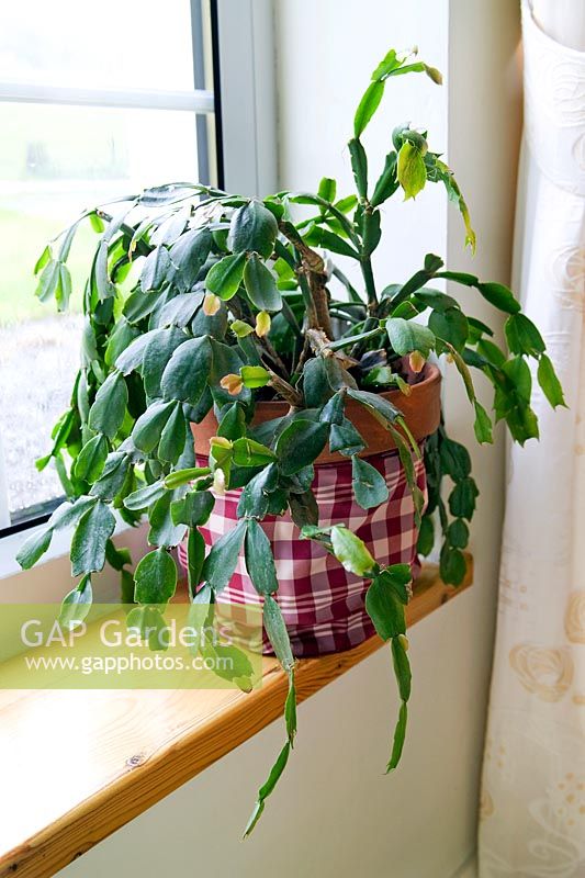 Schlumbergera x buckleyi (Christmas cactus) in pot on window ledge